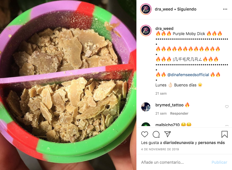 Purple Moby Dick Dinafem Seeds Rosin Dra. Weed