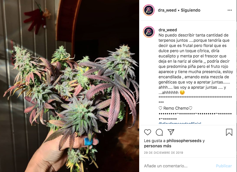 Remo Chemo Dinafem Seeds Dra. Weed