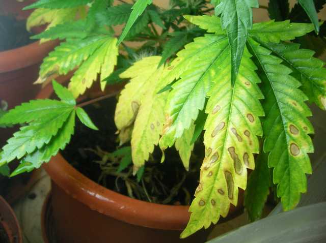 Efectos del ph sobre las plantas de cannabis