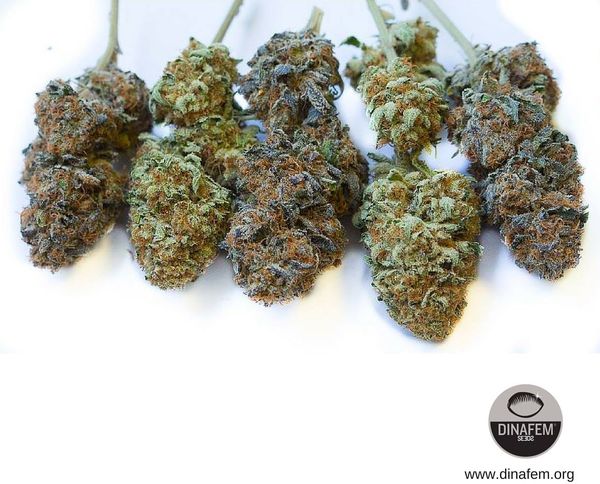 el secado curado cogollos frescos cannabis