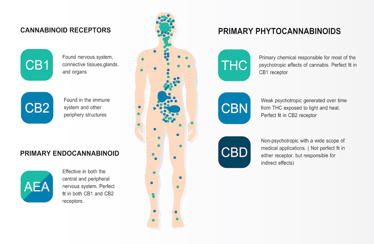 Implicación del sistema cannabinoide endógeno en el alcoholismo