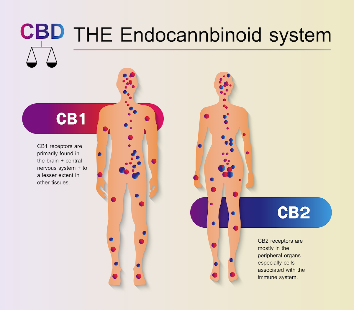 La anandamida y su relación con el THC y el CBD - RQS Blog