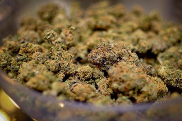 estudio desmonta argumentos contra cannabis