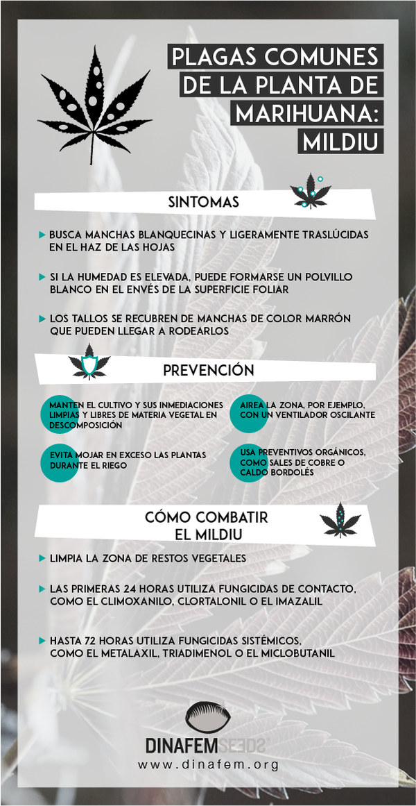 elimination mildiou cannabis