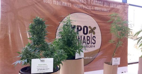 expo cannabis uruguay 2014 premiere