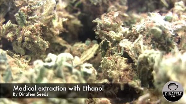 Extraction huile de cannabis riche CBD avec e
