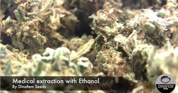 Extraction huile de cannabis riche CBD avec e