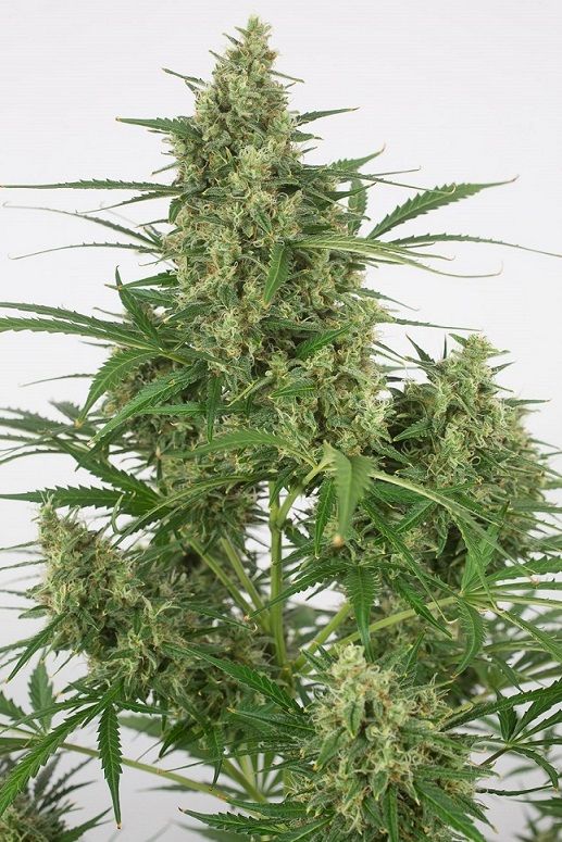 critical 20 autoflowering