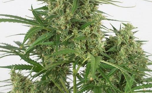 critical 20 autoflowering