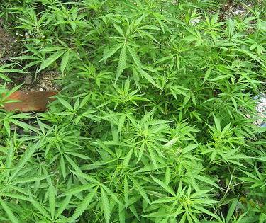 F1 marihuana legal.jpg