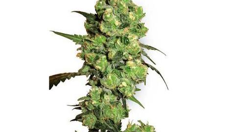 Super Skunk regular - Buy White Label cannabis seeds