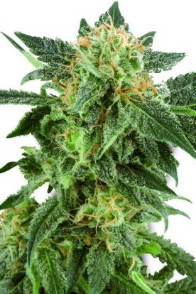 Snow Ryder 100% Auto