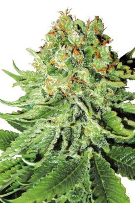 NORTHERN LIGHTS AUTOMATIC