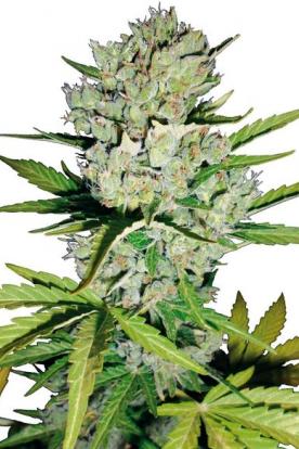 Super Skunk Automatic