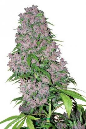 Purple Bud