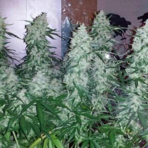 Photo of Moby Dick XXL Autoflowering by Gonzalo Andrés puertas 