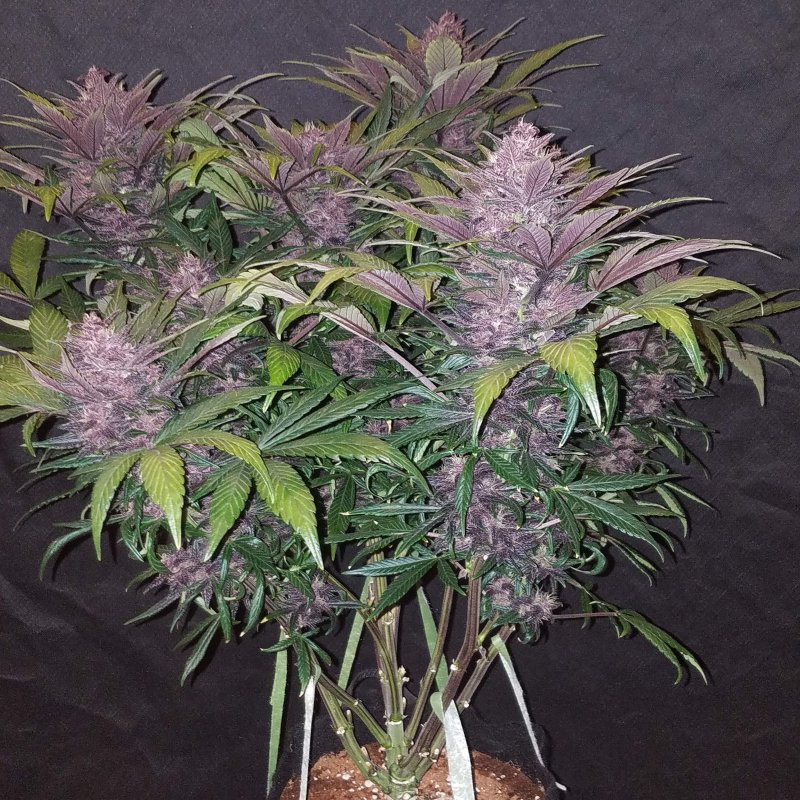 Blackberry Auto by Fastbuds is an autoflowering cannabis seed especially cr...