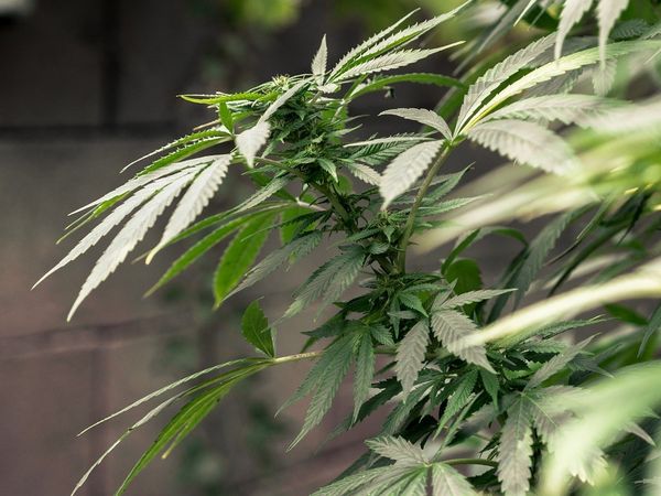 Cannabis Anbau - Anleitungen für Anfänger