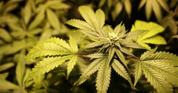 Ffeuille de cannabis scalewidth 630.jpg