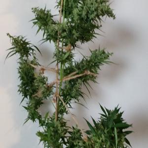 Photo of Sour Diesel Autoflowering by Lucky Luck