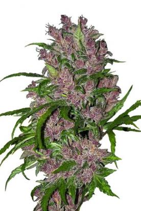 PURPLE BUD AUTOMATIC