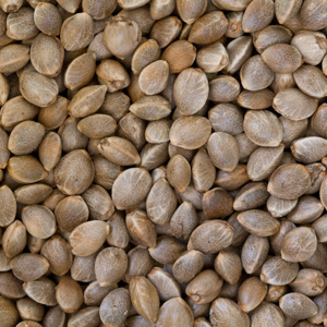 Size, shape and colour: three cannabis seed characteristics that can be deceiving