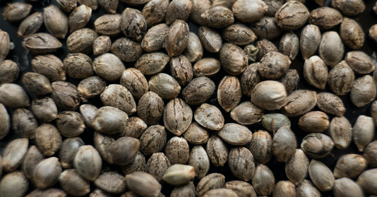 how long are cannabis seeds good for