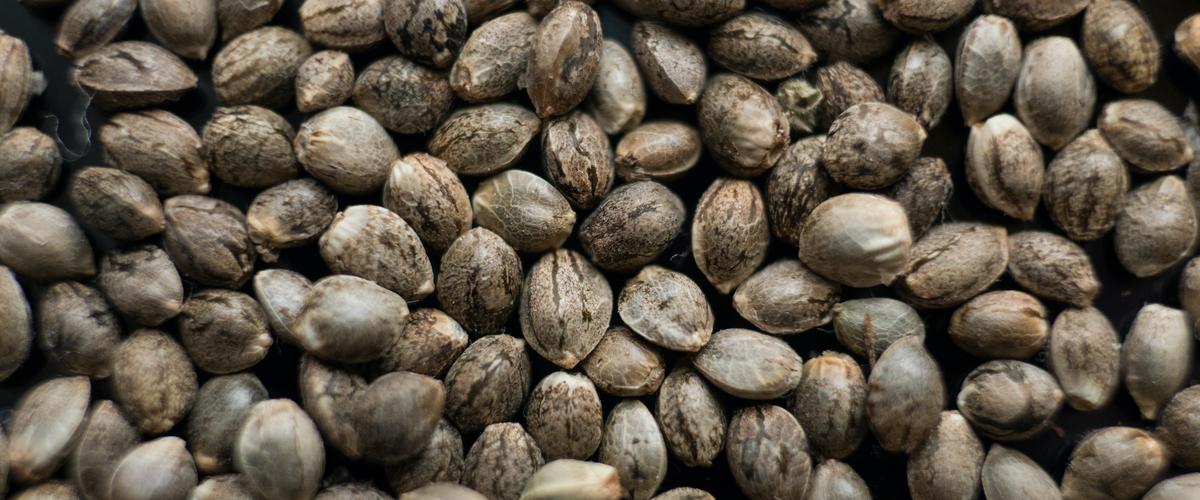 Cbd Cannabis Seeds