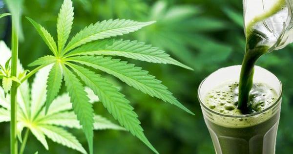 preparare succo fresco marijuana