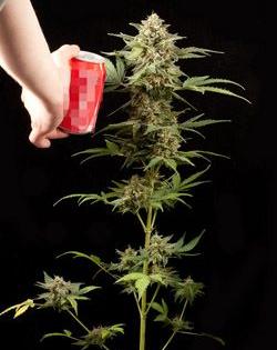 haze automatic de dinafem