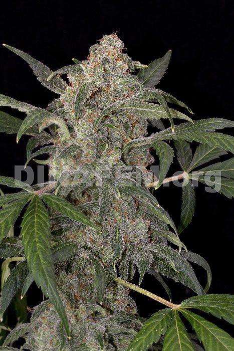 haze automatique 2 0 lautofloraison am lior e