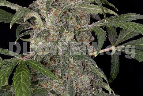 haze automatique 2 0 lautofloraison am lior e