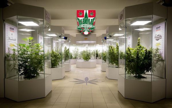 Hemp Embassy museo Vienna cannabis