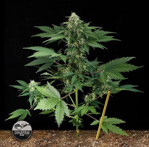 history of autoflowering seeds