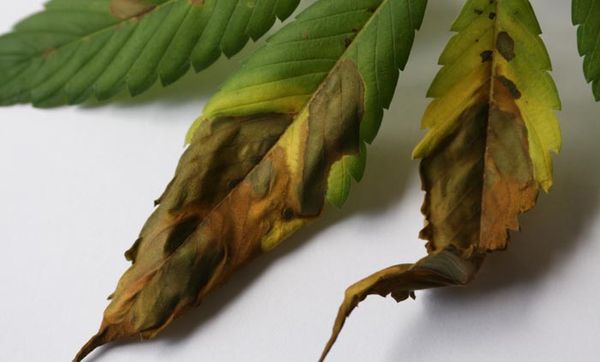 funghi piu comuni attaccare pianta marijuana