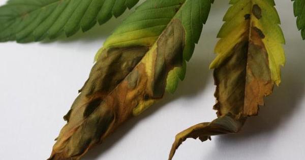 hongos mas comunes atacar tu planta marihuana