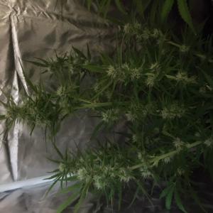 Photo of Critical + 2.0 Autoflowering by masiphone