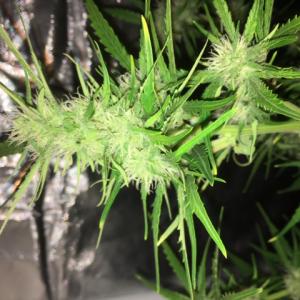 Photo of Critical + 2.0 Autoflowering by masiphone