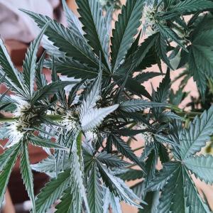 Photo of Critical + 2.0 Autoflowering by tryk