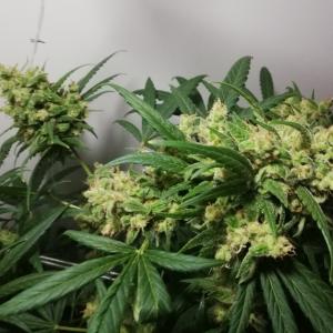 Photo of Critical + 2.0 Autoflowering by Cultivapeur