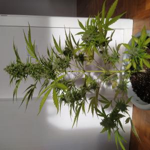 Photo of Critical + 2.0 Autoflowering by Loleras