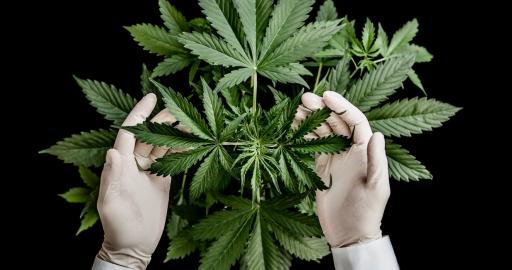 What is Cannabis Indica?