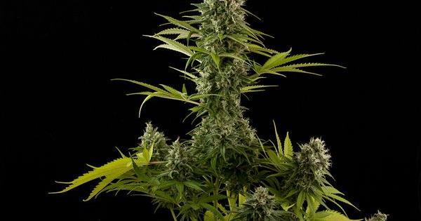 industrial plant marijuana thc variete