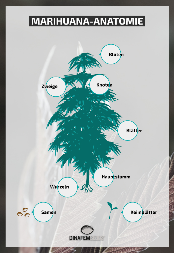 Infografía planta cannabis en alemán