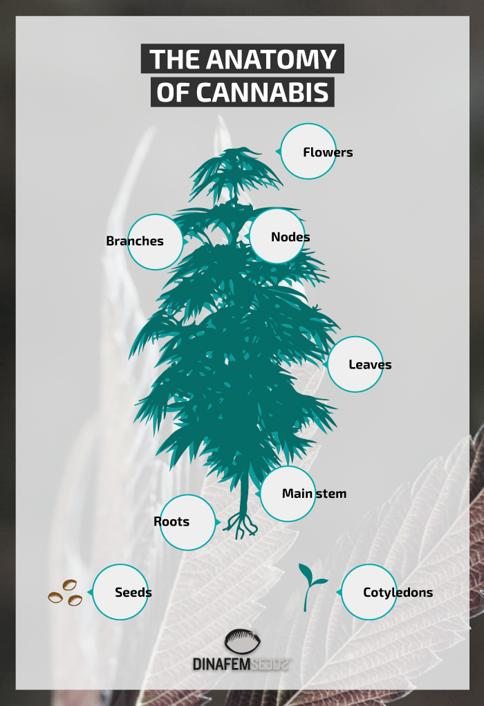 Infografía planta cannabis en inglés