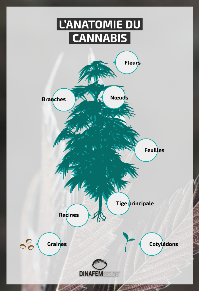 Infografía planta cannabis en frances