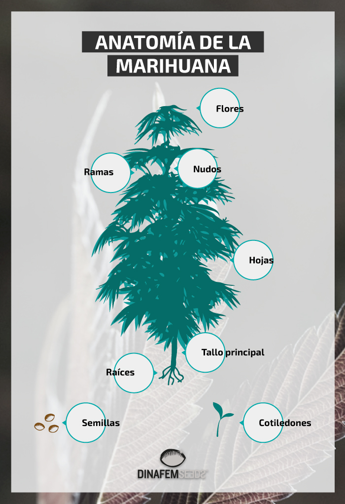 Infografia anatomia del cannabis
