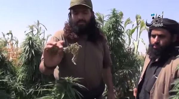 isis contro coltivazione marijuana