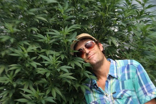 joint doctor autoflorecientes