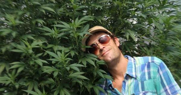 joint doctor autoflorecientes